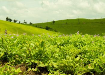 Les mécanismes à adopter pour exploiter et acquérir des terres agricoles