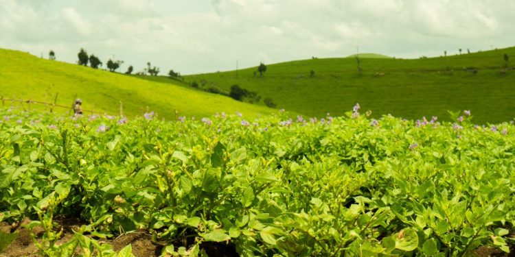 Les mécanismes à adopter pour exploiter et acquérir des terres agricoles